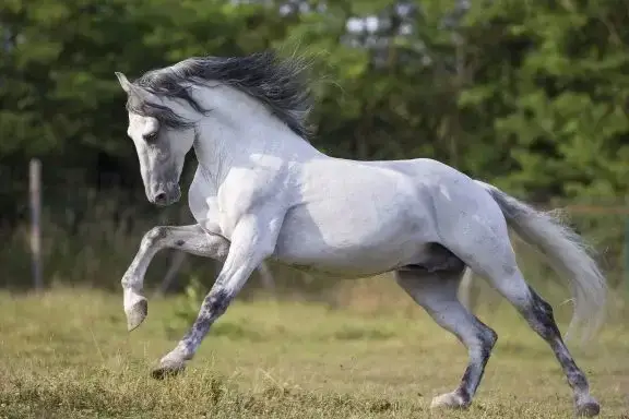 pure-race-espagnole-prix-poids-taille-caractere-origine