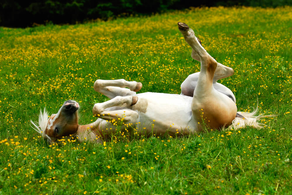 race-haflinger-cheval-poids-prix-caractere