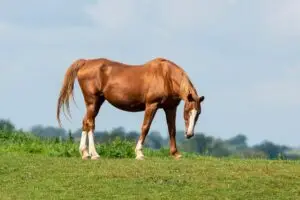 race-selle-francais-cheval