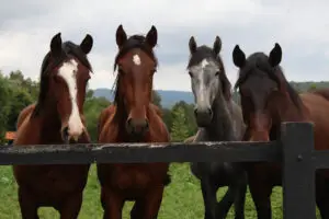 robes-cheval