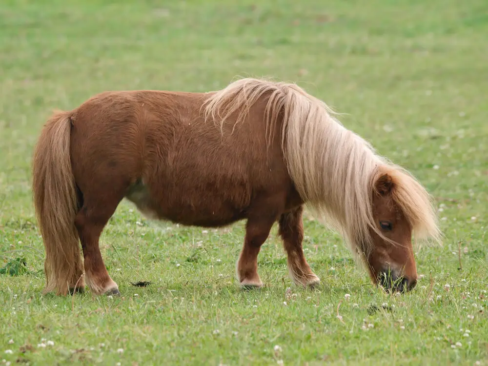 shetland-poney-taille-prix-poids-caractere