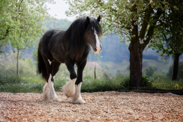 shire-cheval-taille-poids-cout-prix