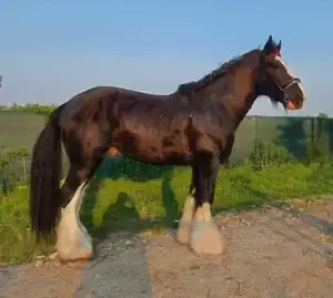 shire-origine-poids-taille-prix-origine-caractere-robe