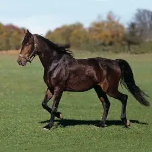 race-trotteur-francais-cheval-poids-taille-prix