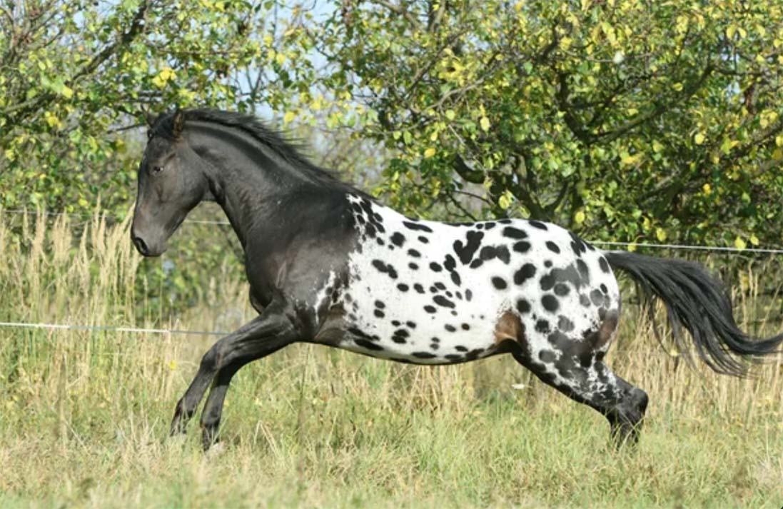 Appaloosa-robe-cheval-élevage