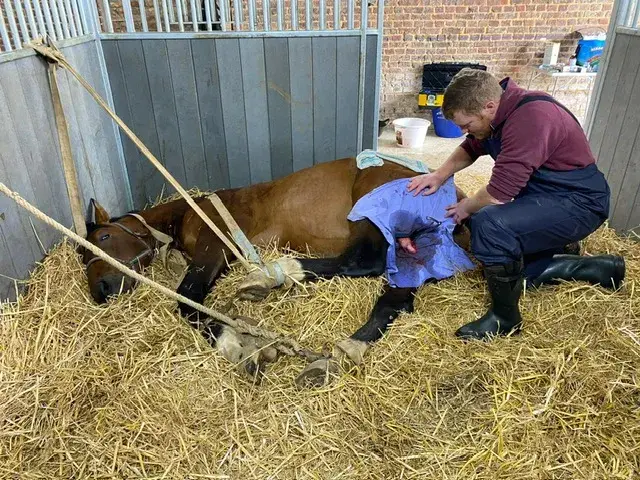 castration-cheval-prix-comportement-technique