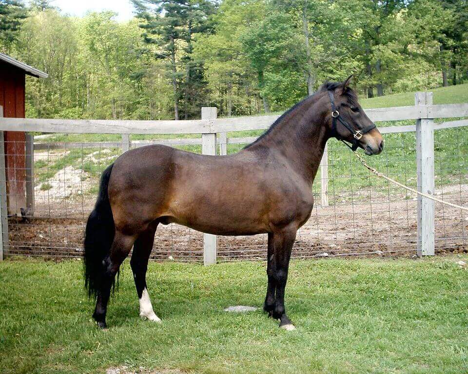 castrer-cheval-poney-prix