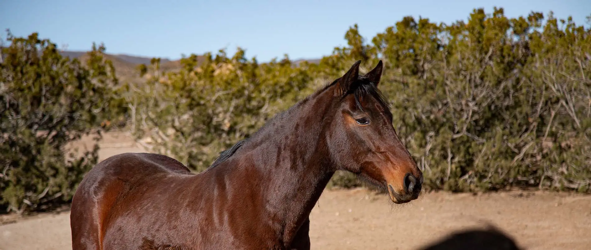 crin lave double poney alezan