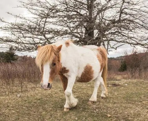 cheval-pie-robe-origine