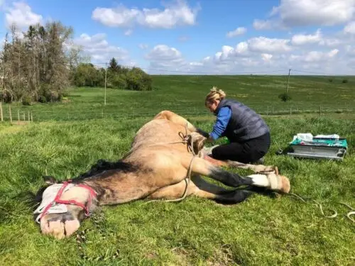 combien-coute-castration-cheval