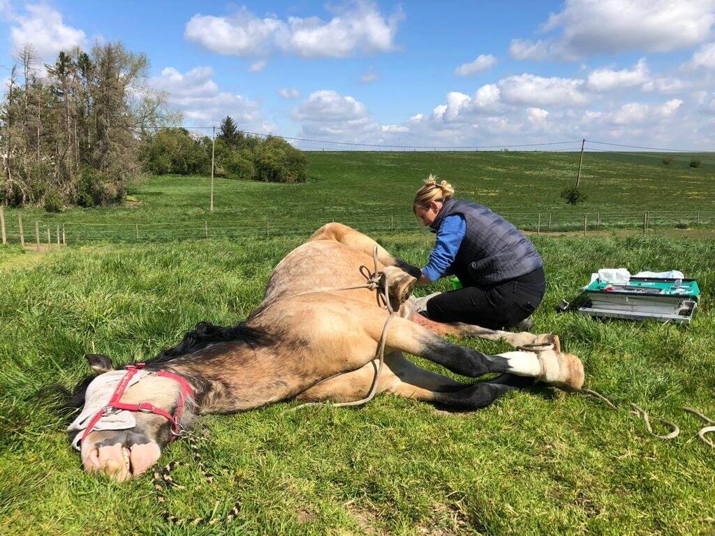combien-coute-castration-cheval