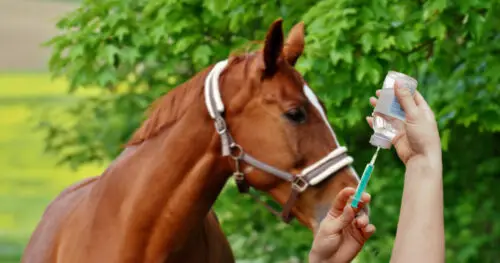 combien-coute-vaccin-cheval