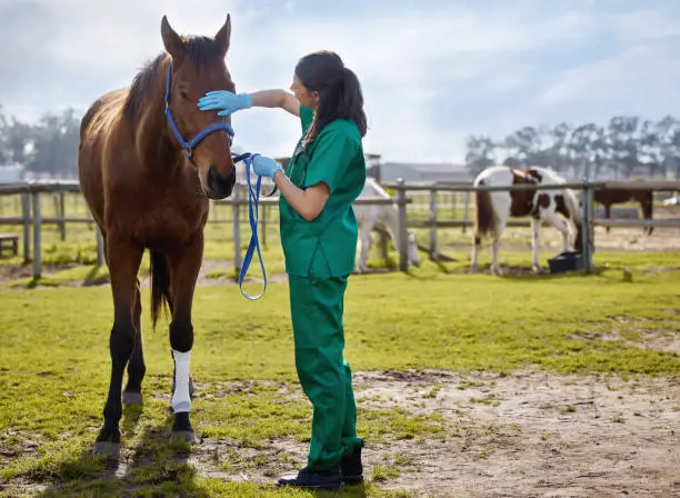 combien-coute-vaccin-cheval-prix-frequence