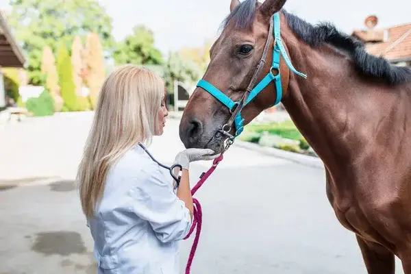 cout-vaccin-cheval-grippe-rhino