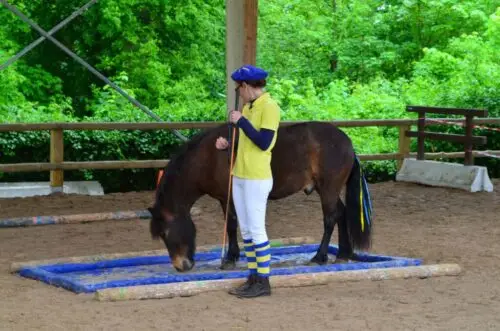 equifeel-définition-conseils-pratiques