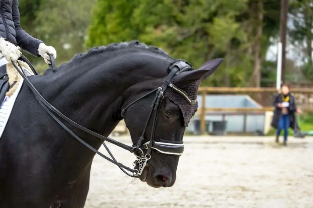 ffe-reprise-dressage-club-3-4