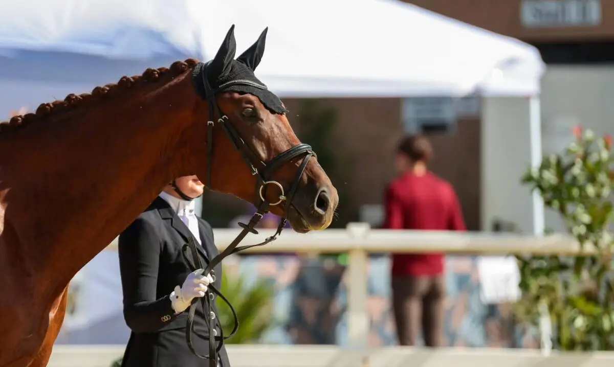 formation-cavalier-professionnel-cso-liste