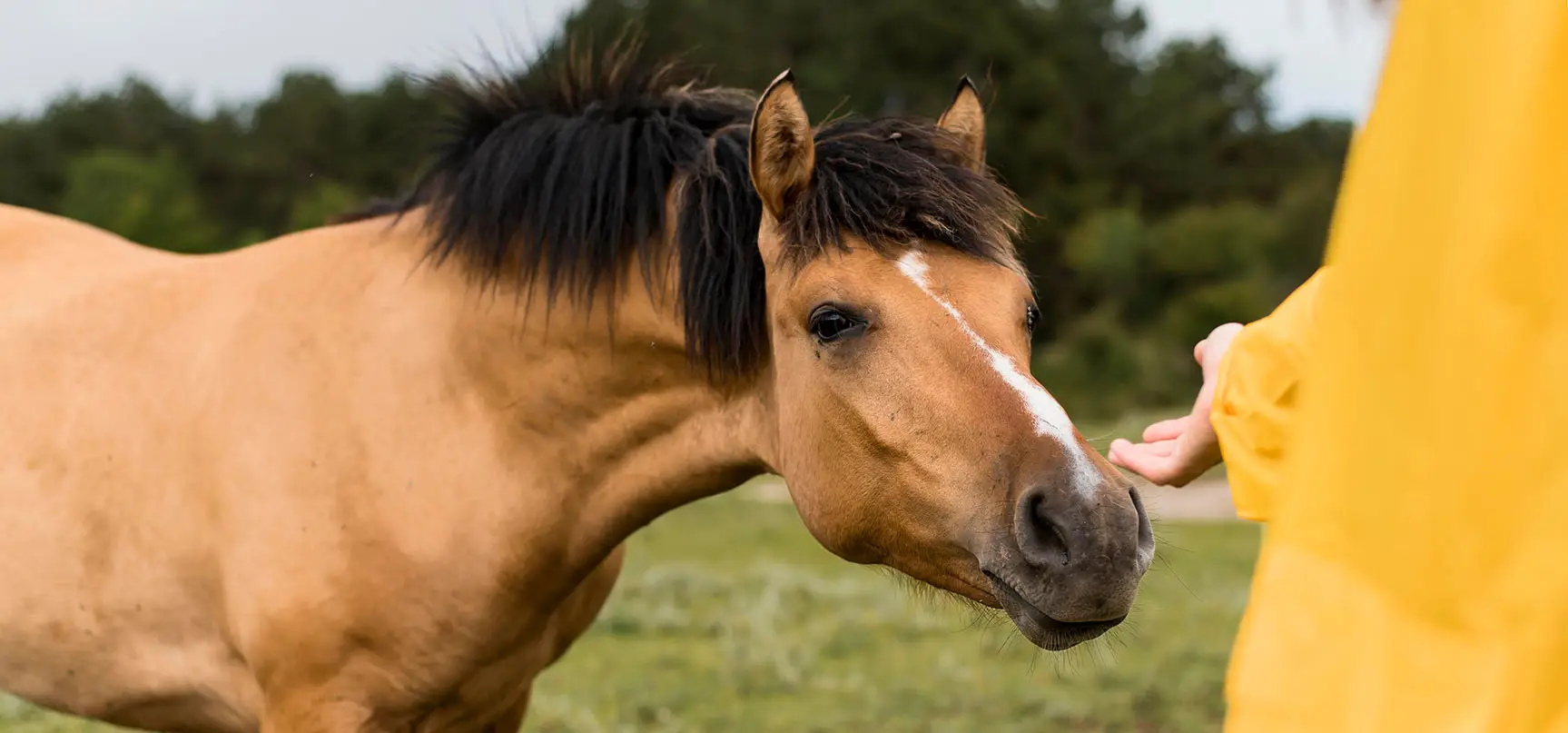 Queue de Cheval Naturelle | Specialiste a Paris en Extension
