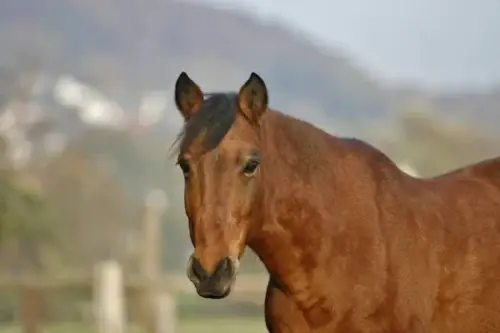 piroplasmose-cheval-symptomes-traitement-cause