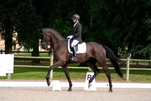 reprise-dressage-cheval