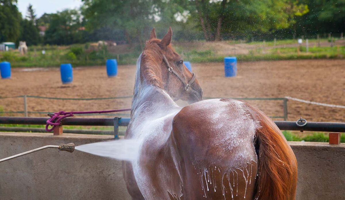 saut-dobstacles-cheval-hauteur