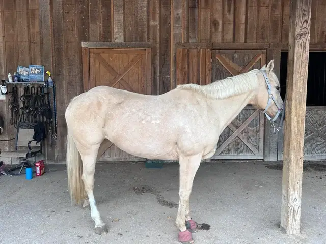 alimentation-cheval-age-cushing-sans-dents