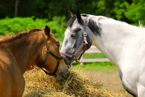 alimentation-cheval-bases-nutrition