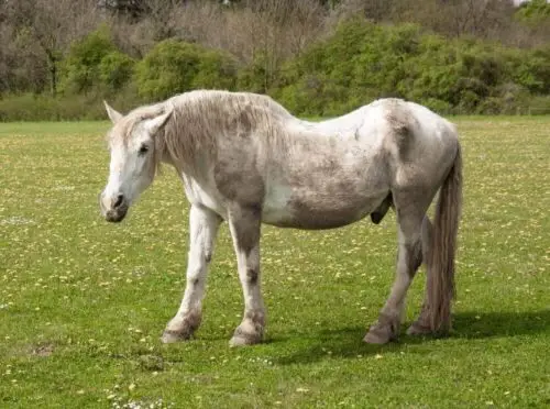 alimentation-vieux-cheval-maigre