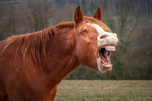 henissement-cheval-qui-crie