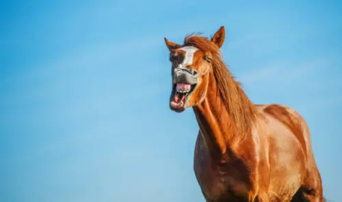 cheval-qui-hennit-signification-causes