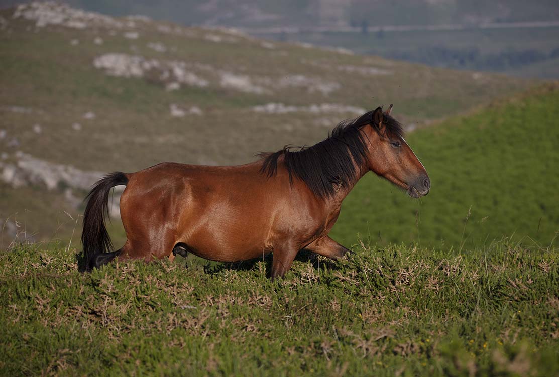colique-cheval-que-faire