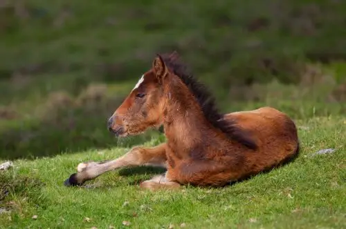 colique-cheval-traitement-causes-symptomes