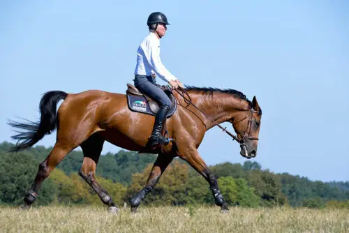 comment-ameliorer-posture-cheval