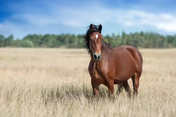 debourrer-cheval-definition-prix-duree