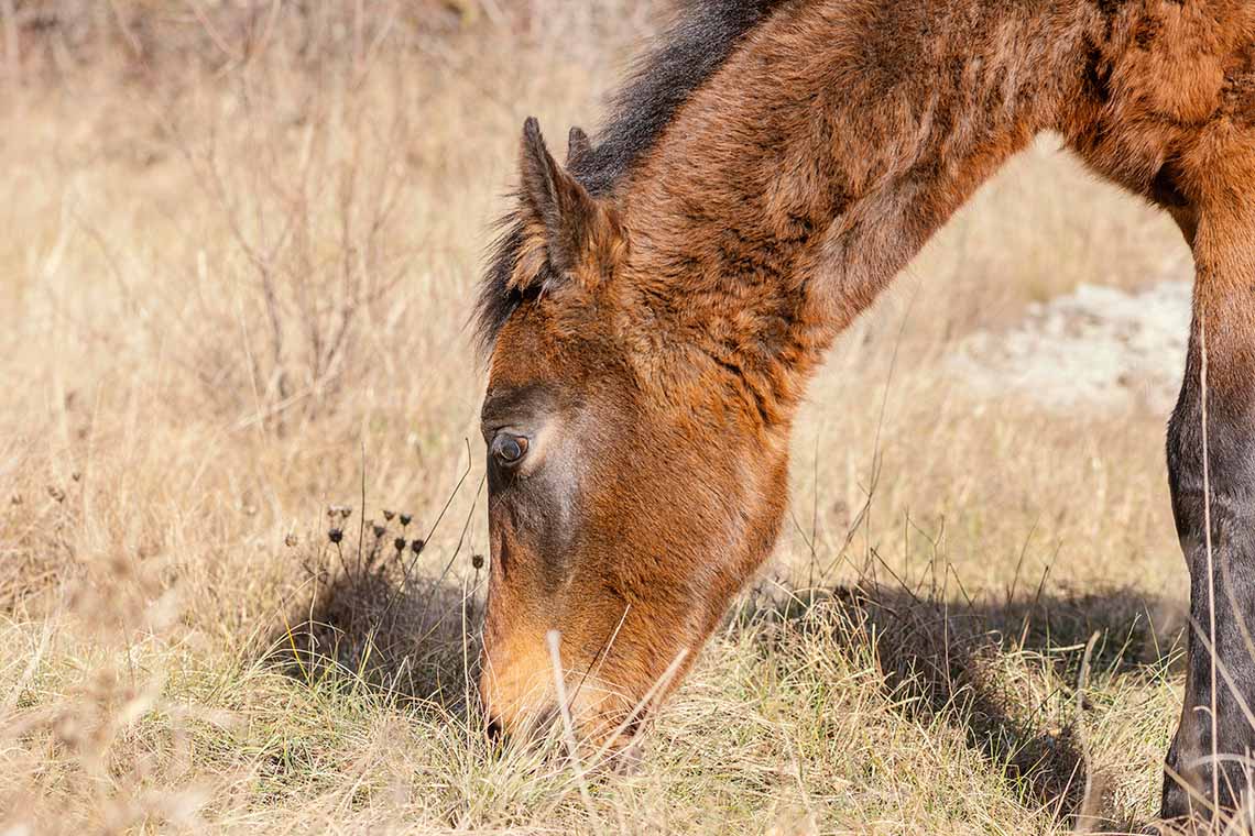 dermite-cheval-symptomes-traitement-cause