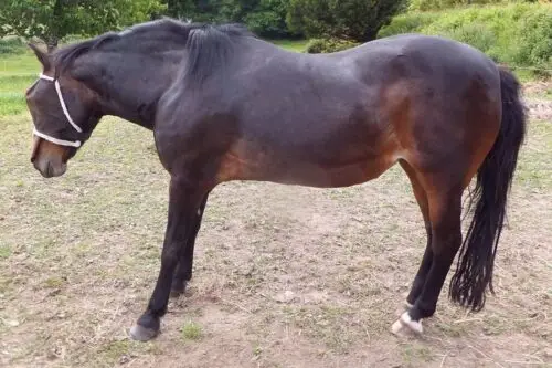 fourbure-cheval-causes-traitement-symptomes