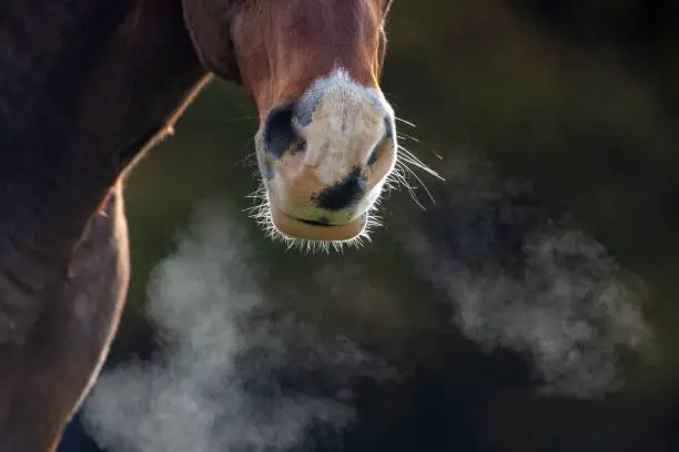 gourme-cheval-incubation-contagion-mort-transmission