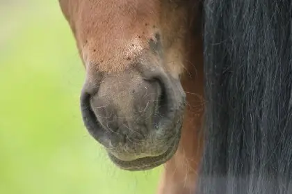 gourme-cheval-transmission-traitement-symptomes
