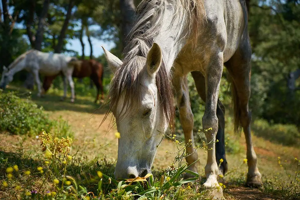 leptospirose-cheval-symptomes-causes-contagion