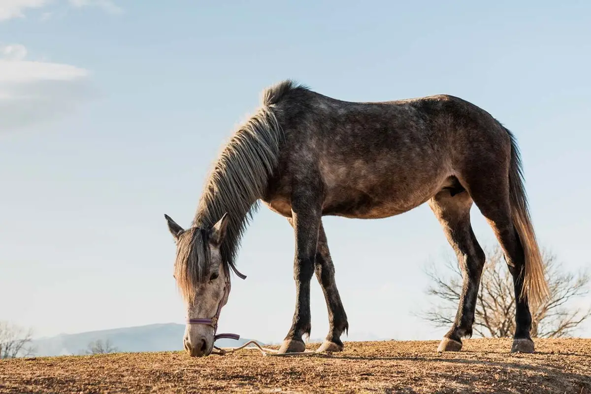 lymphangite-cheval-traitement-causes-symptomes