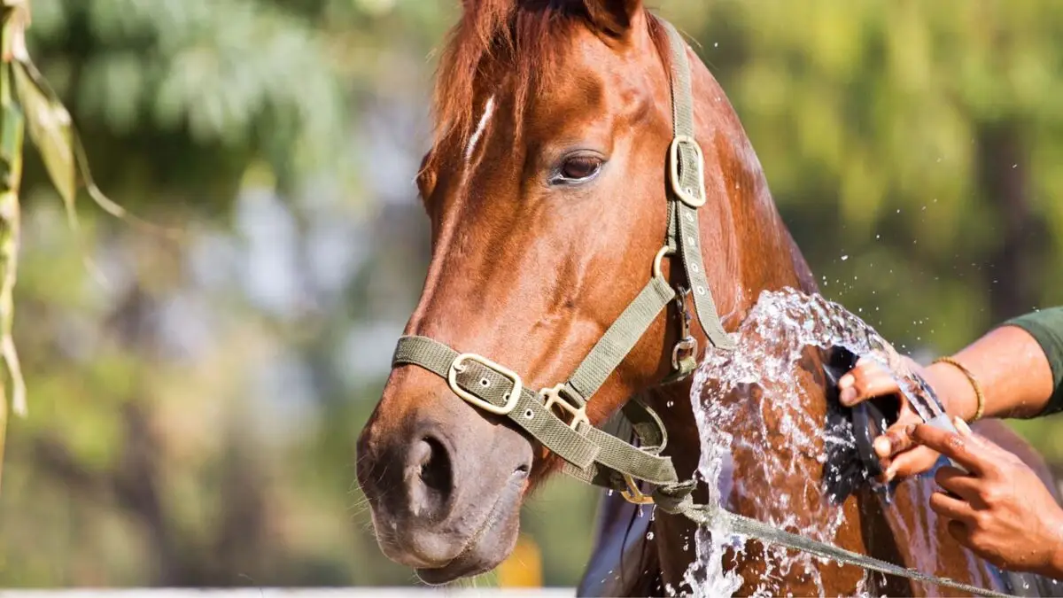 myosite-cheval-causes-symptomes-traitement