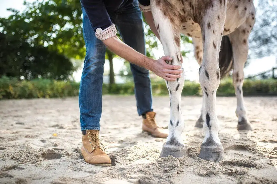 osteochondrose-cheval-ocd-symptomes-traitement-cause