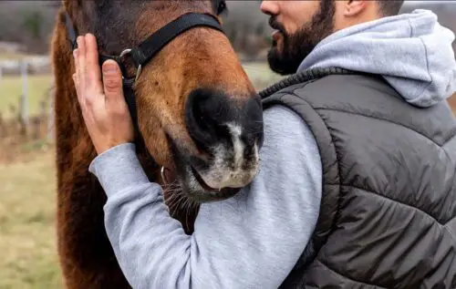 rhinopneumonie-cheval-symptomes-traitement-cause