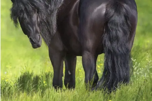 shivering-cheval-traitement-causes-symptômes