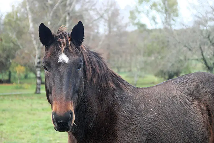 suros-cheval-comment-soigner-traitement-naturel