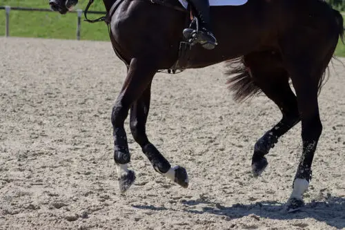 suros-cheval-traitement-causes-symptomes