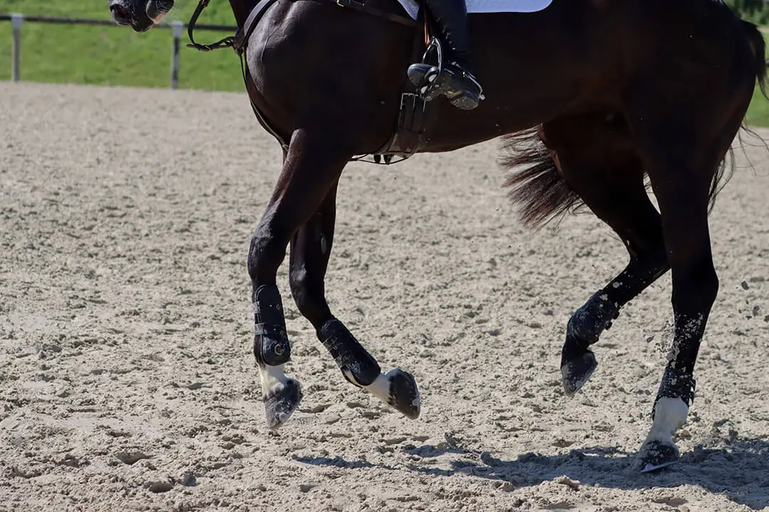 suros-cheval-traitement-causes-symptomes