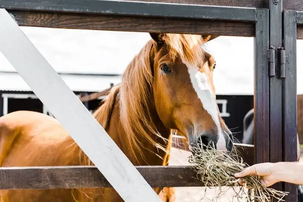 tableau-calcul-ration-granules-cheval