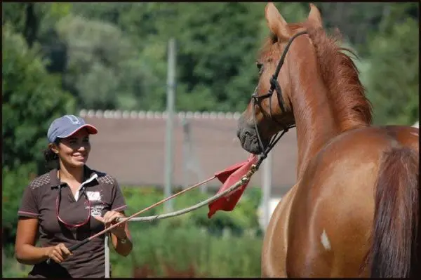 travail-a-pied-cheval-exercices-debutant