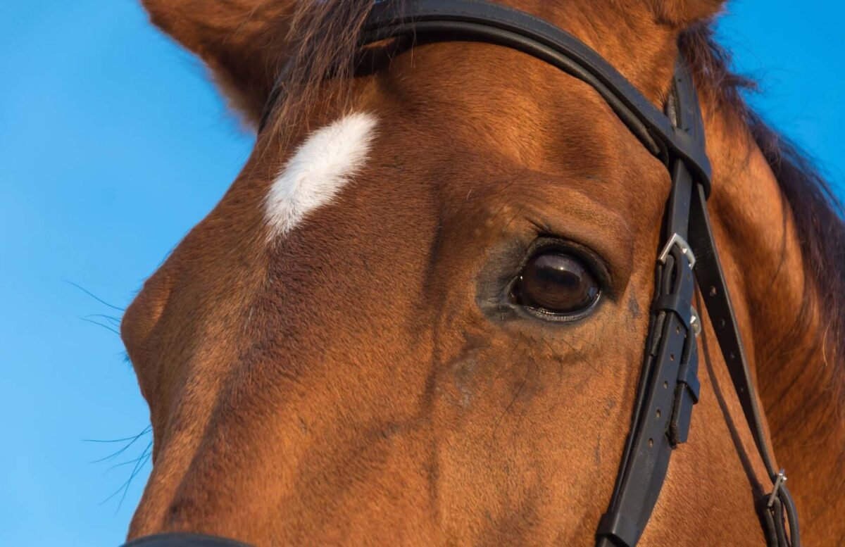 uveite-cheval-que-faire
